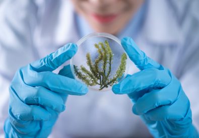 Enzymy roślinne - naczynie laboratoryjne z fragmentem rośliny